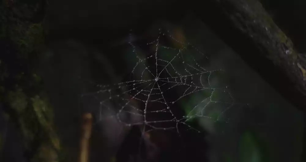Spider Web